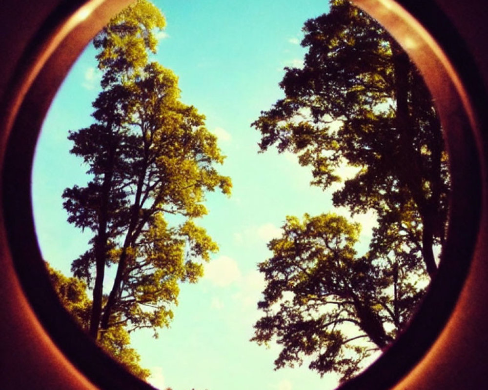 Circular Frame of Tall Green Trees Against Blue Sky