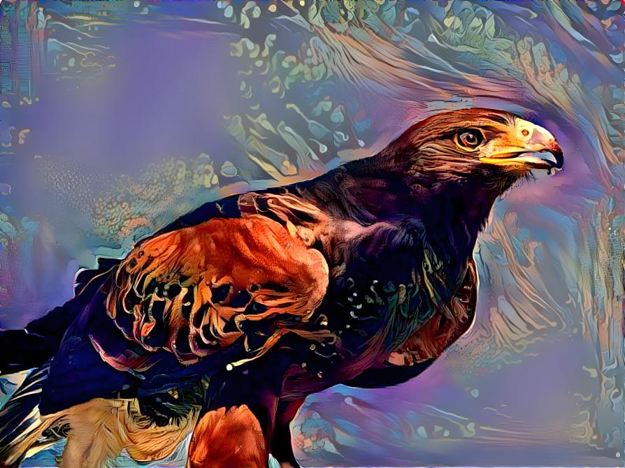 Harris's Hawk