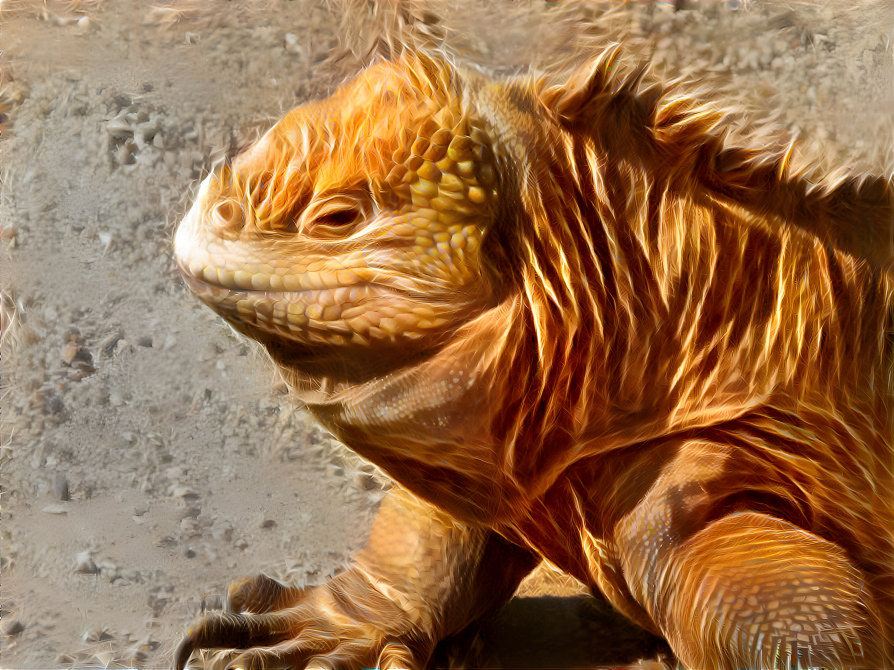 Galapagos Land Iguana