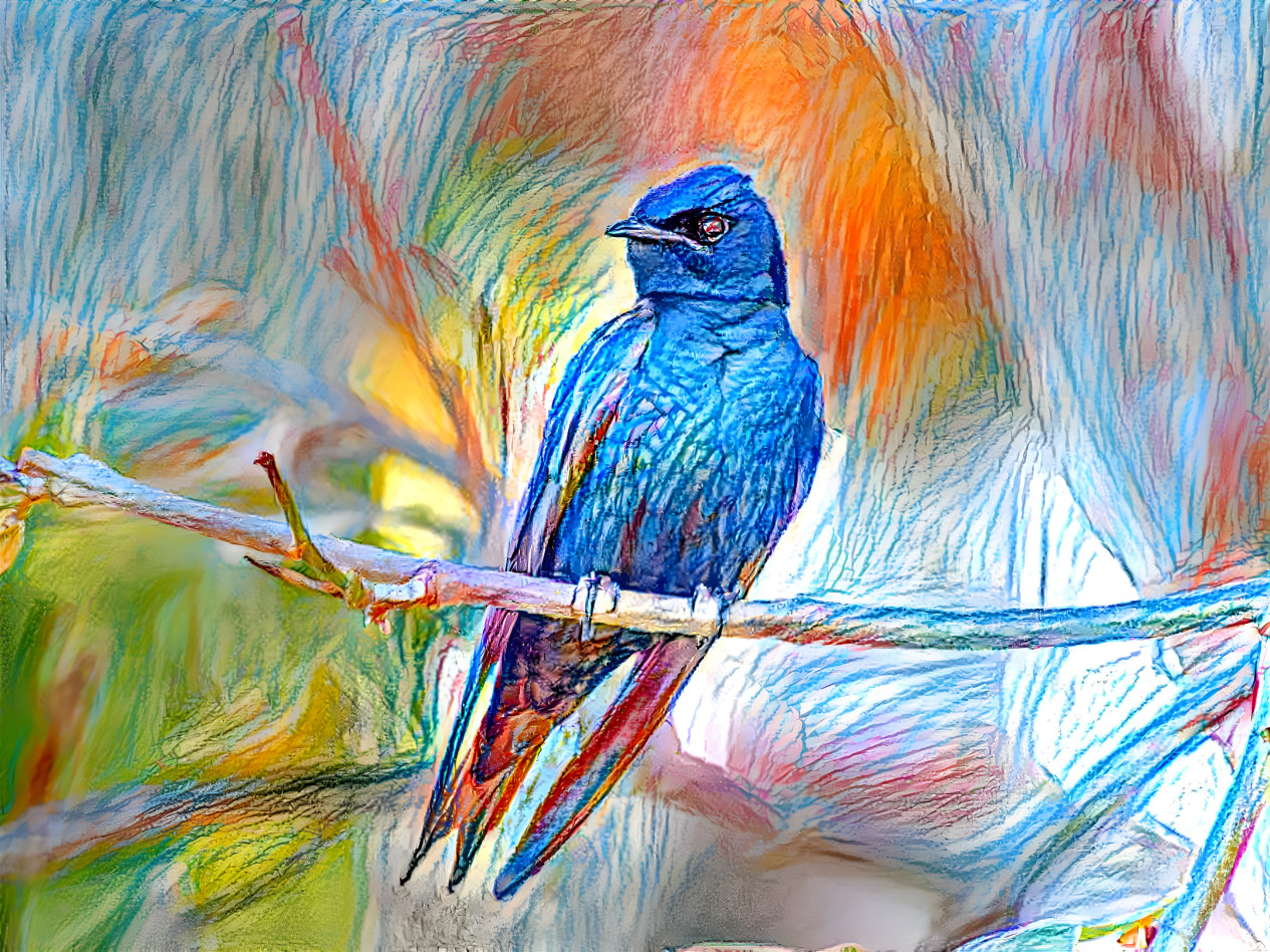 Purple Martin