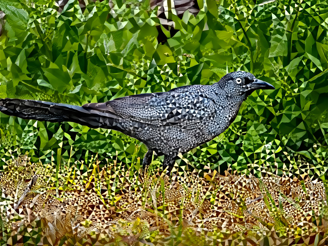 Great-tailed Grackle