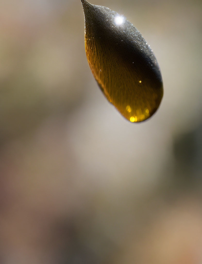 Shimmering golden liquid drop with blurred background