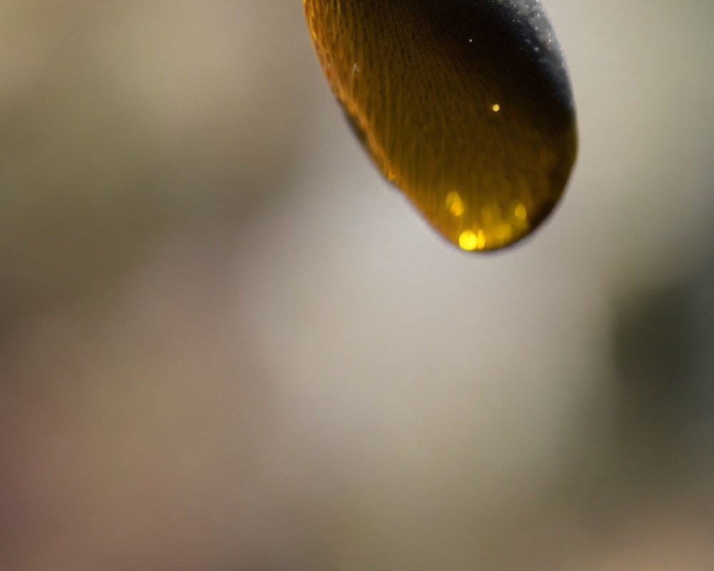 Shimmering golden liquid drop with blurred background