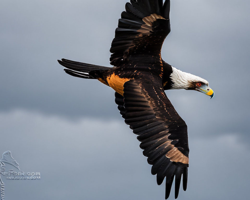 African Fish Eagle Flying with Impressive Wingspan