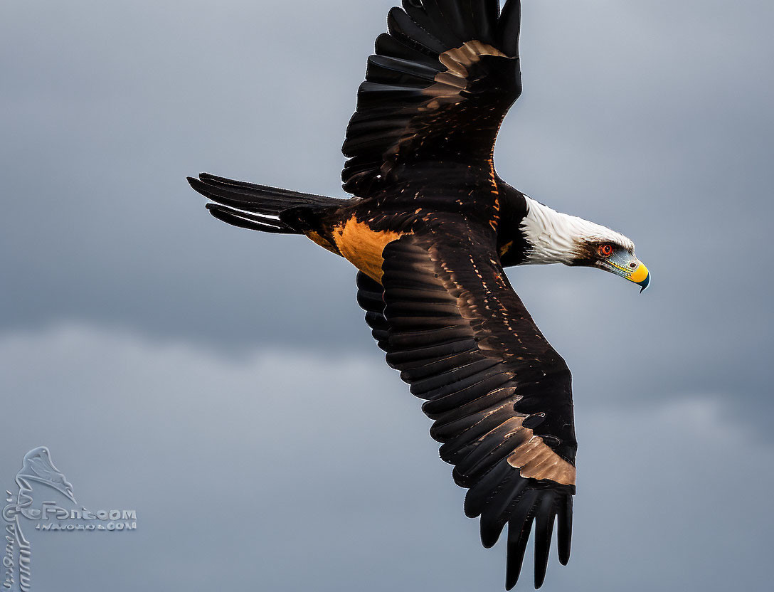 African Fish Eagle Flying with Impressive Wingspan