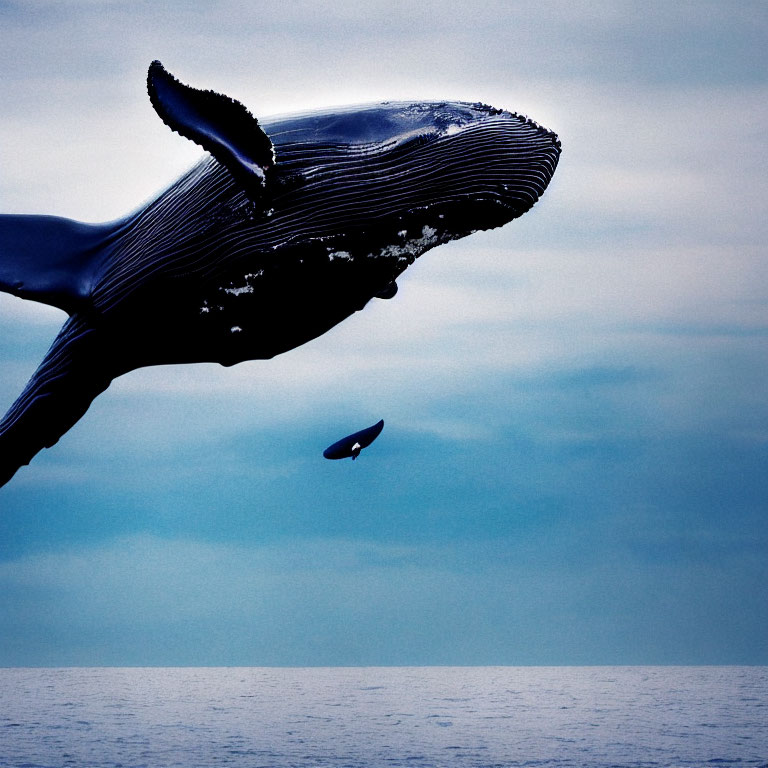 Humpback Whale Breaching Underbelly View in Blue Ocean with Bird Silhouette