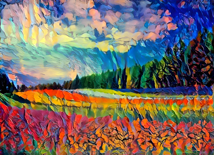 Tulip Fields