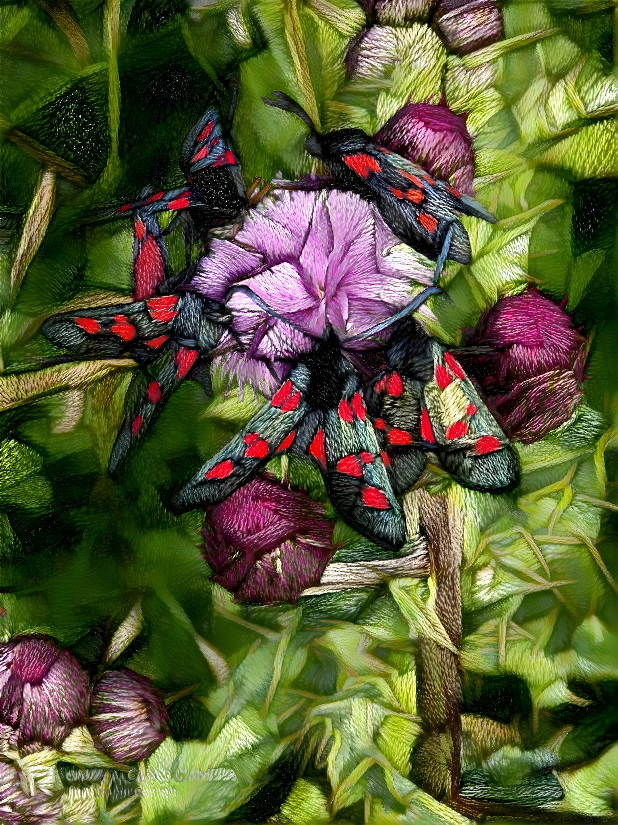 Five Six Spot Burnet