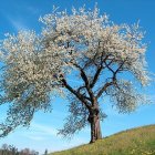 Colorful tree illustration with swirling yellow leaves in a bright blue sky, wildflowers on green hill