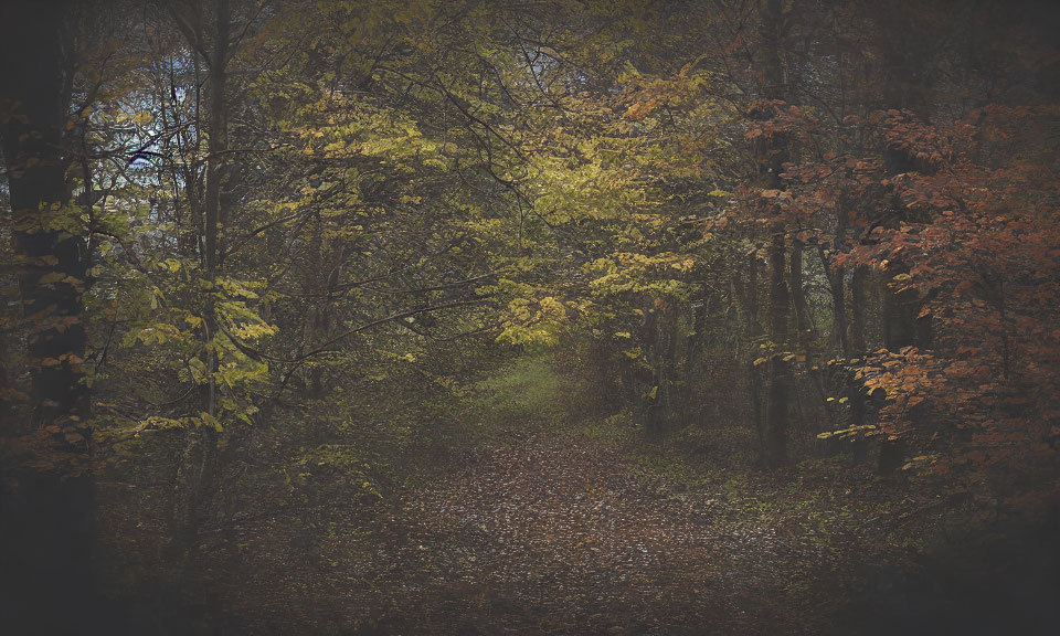 Tranquil Forest Path with Autumn Foliage