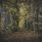 Tranquil Forest Path with Autumn Foliage