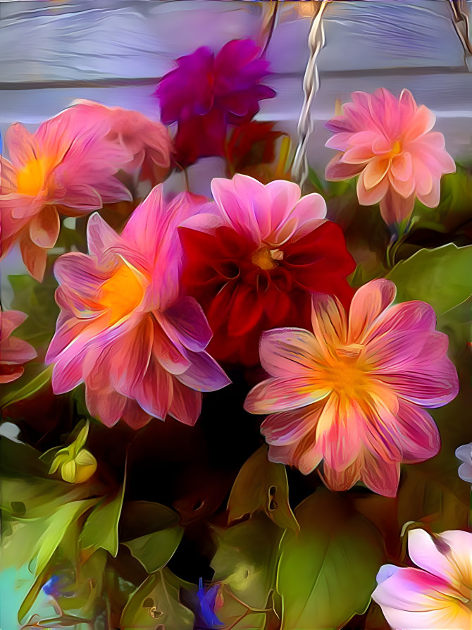 Oh Dahlia  Delight