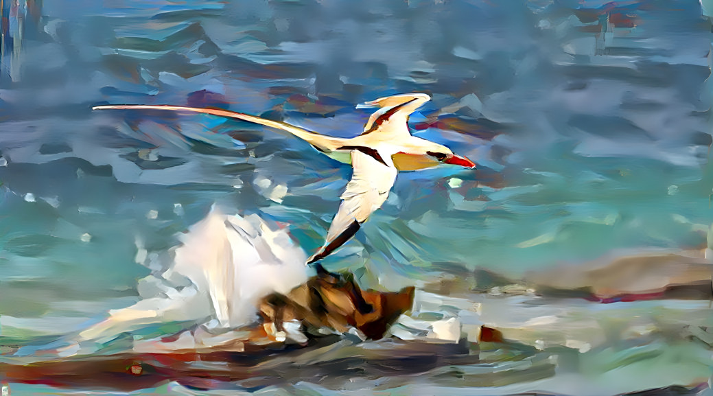 Tropic Bird