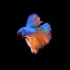 Colorful Betta Fish Displaying Spread Fins in Dark Setting