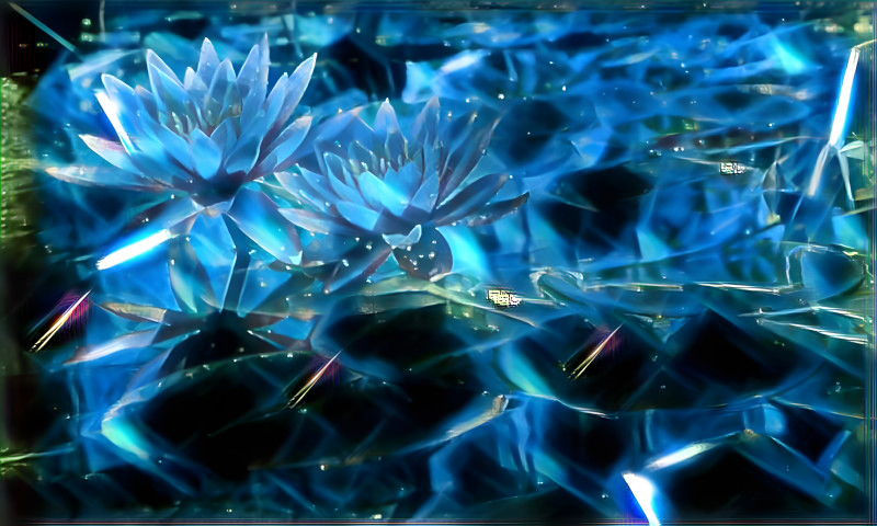 Water Lillies