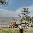 Unique red-rooted tree on sandy beach with calm ocean waters and clear blue sky