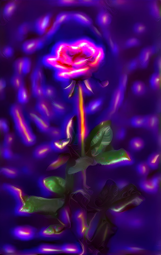 Purple rose 