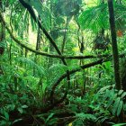 Human skull with vibrant jungle foliage in lush green forest symbolizes unity of life and death.