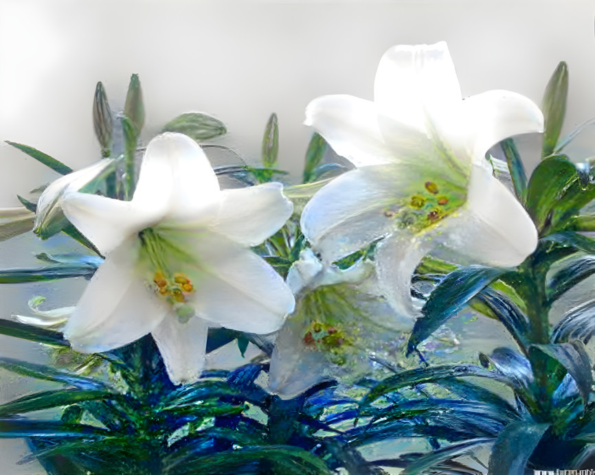 Lillies