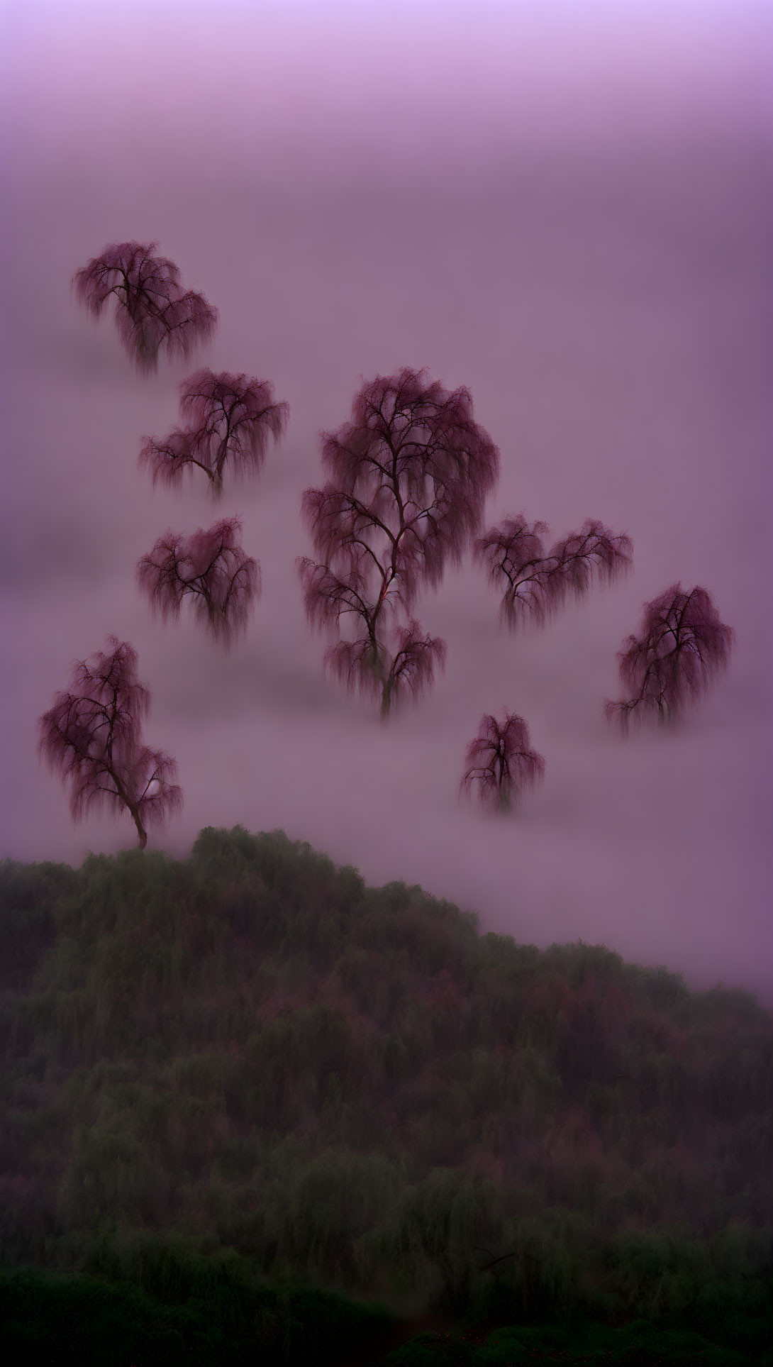 Ethereal fog envelops delicate trees in serene landscape