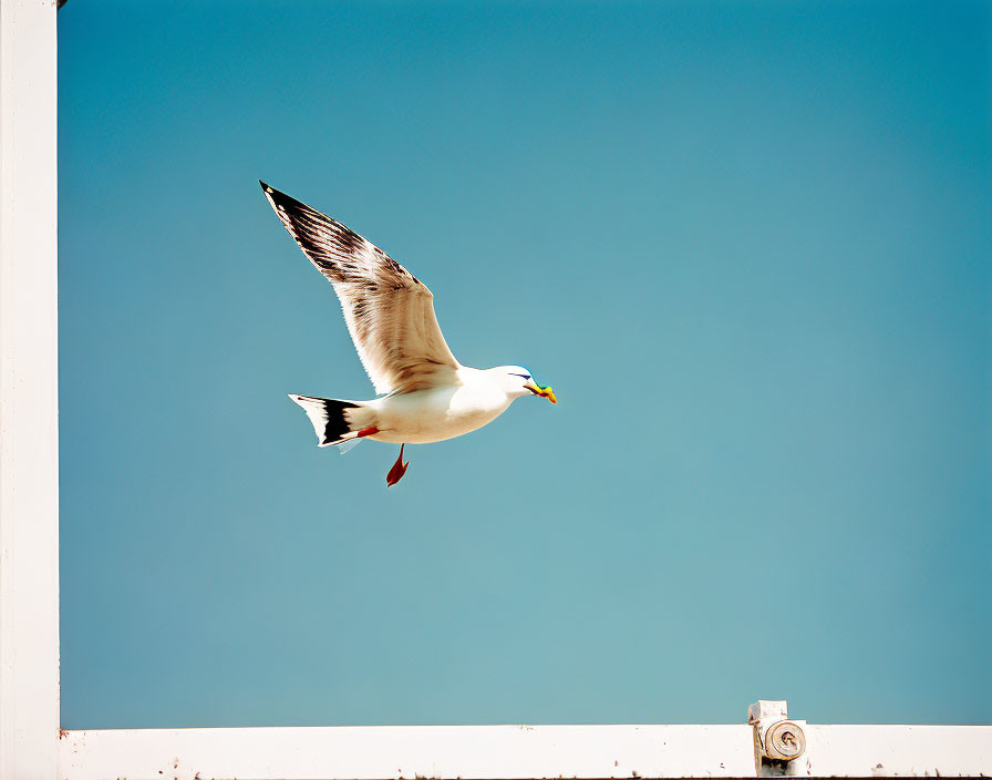 Seagull flying under clear blue sky by white railing with security camera