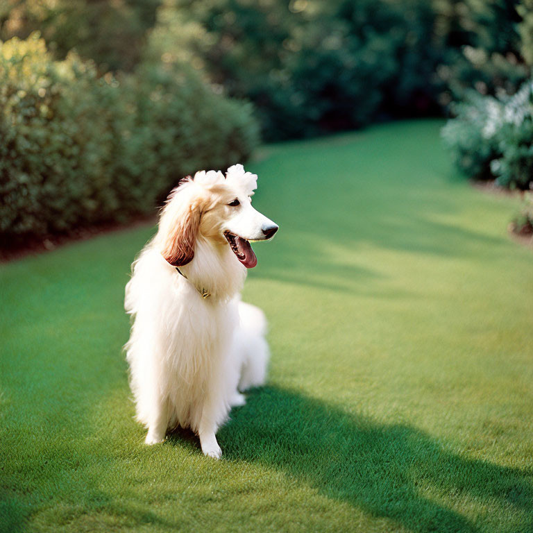 Fluffy White Dog with Tan Markings on Green Lawn