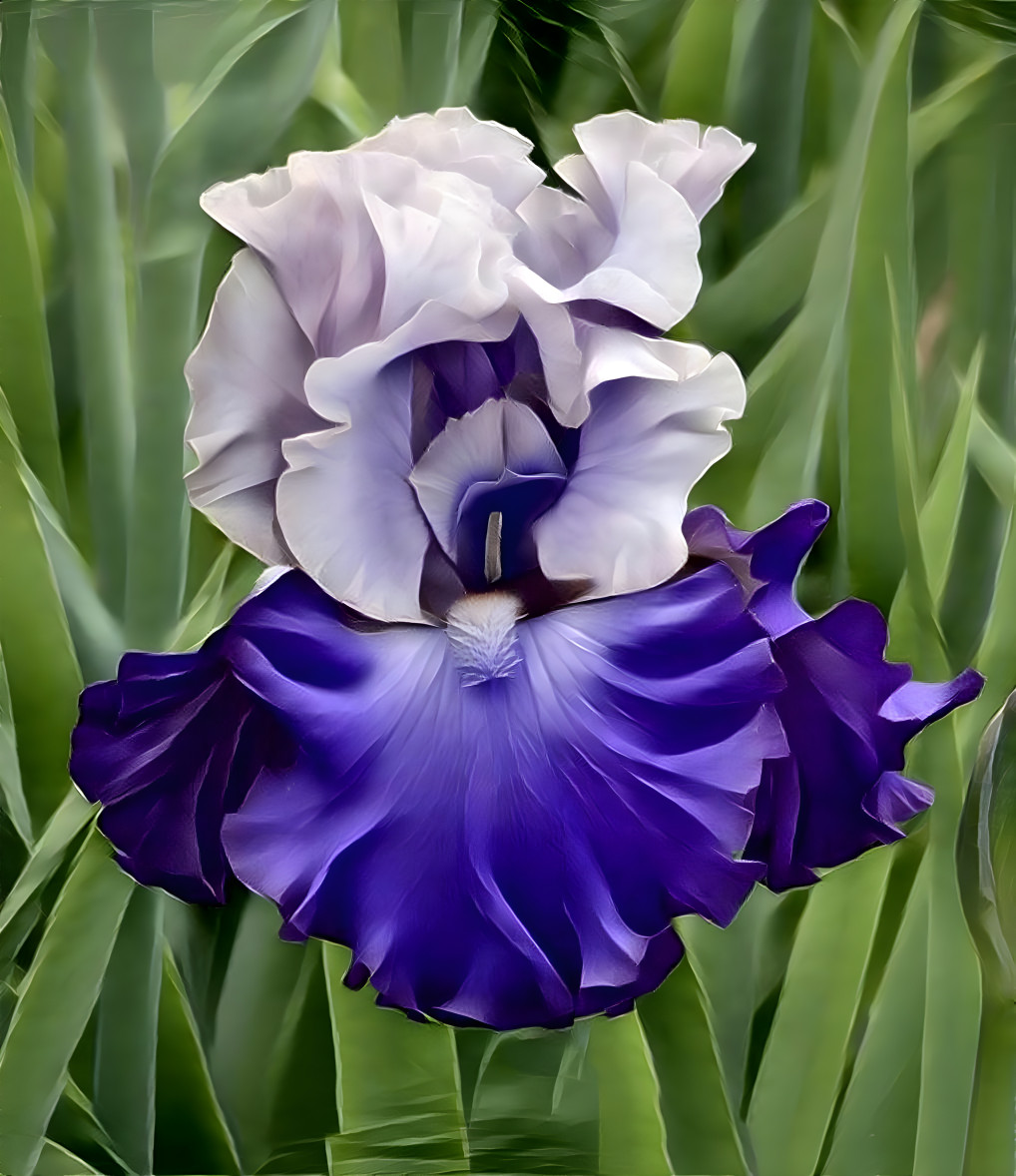 “Perfect Purple Iris”