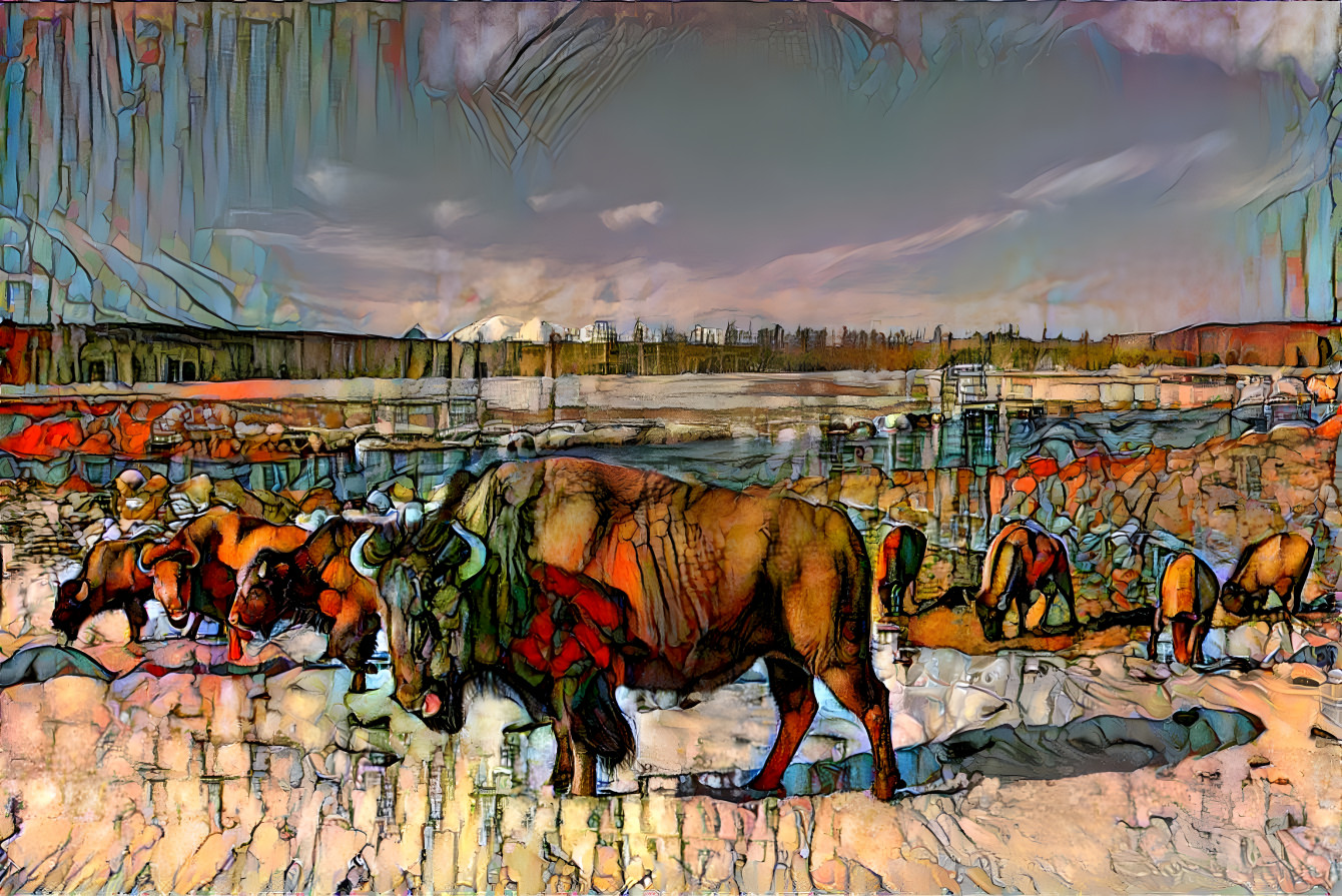 “Herd of American Bison”