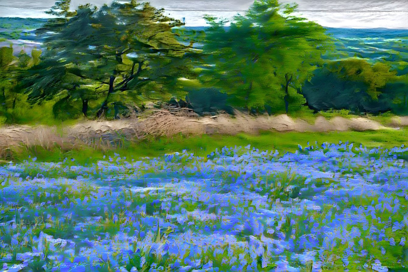 “Texas Bluebonnets”