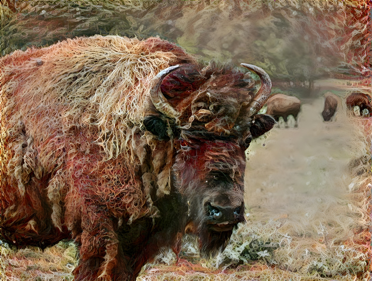 “American Bison” 