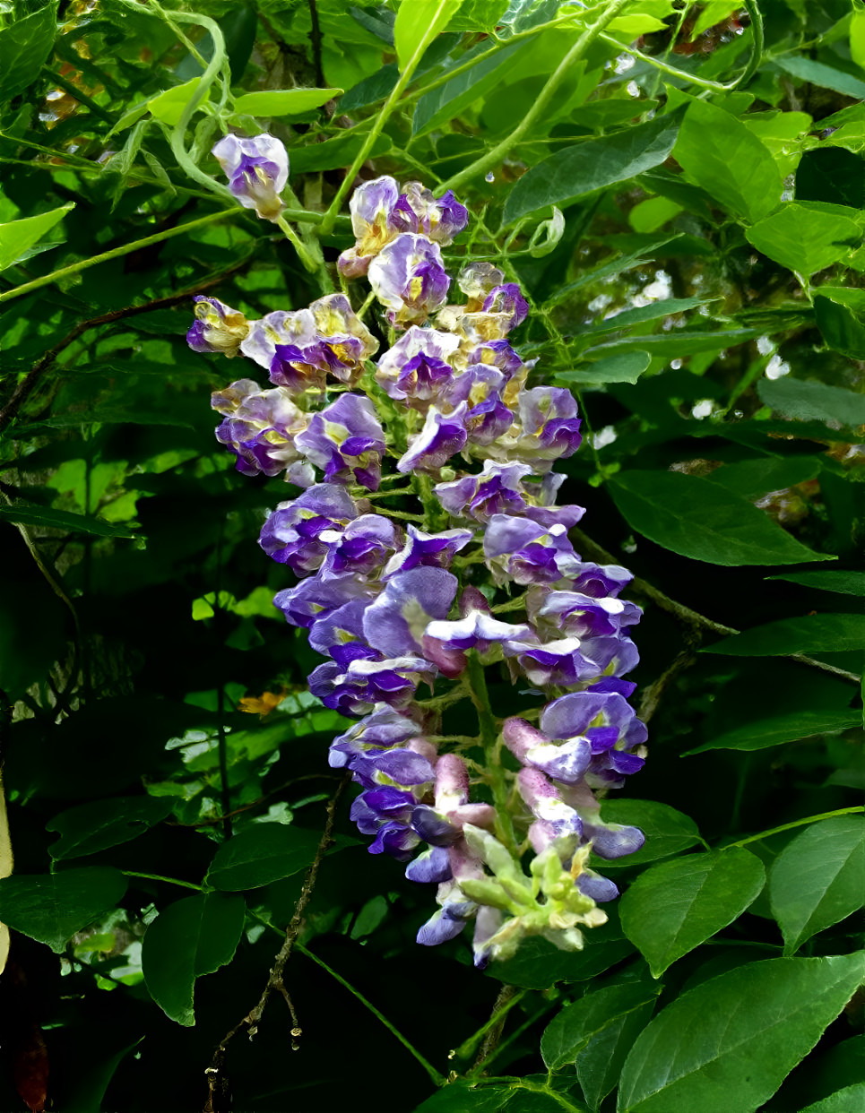 "Hanging Wisteria''