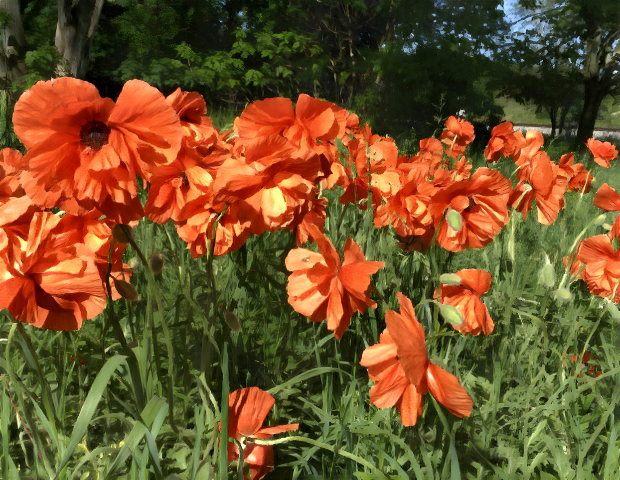 “Poppy Field”