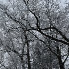 Snowy Winter Scene: Red Cardinals on Branches