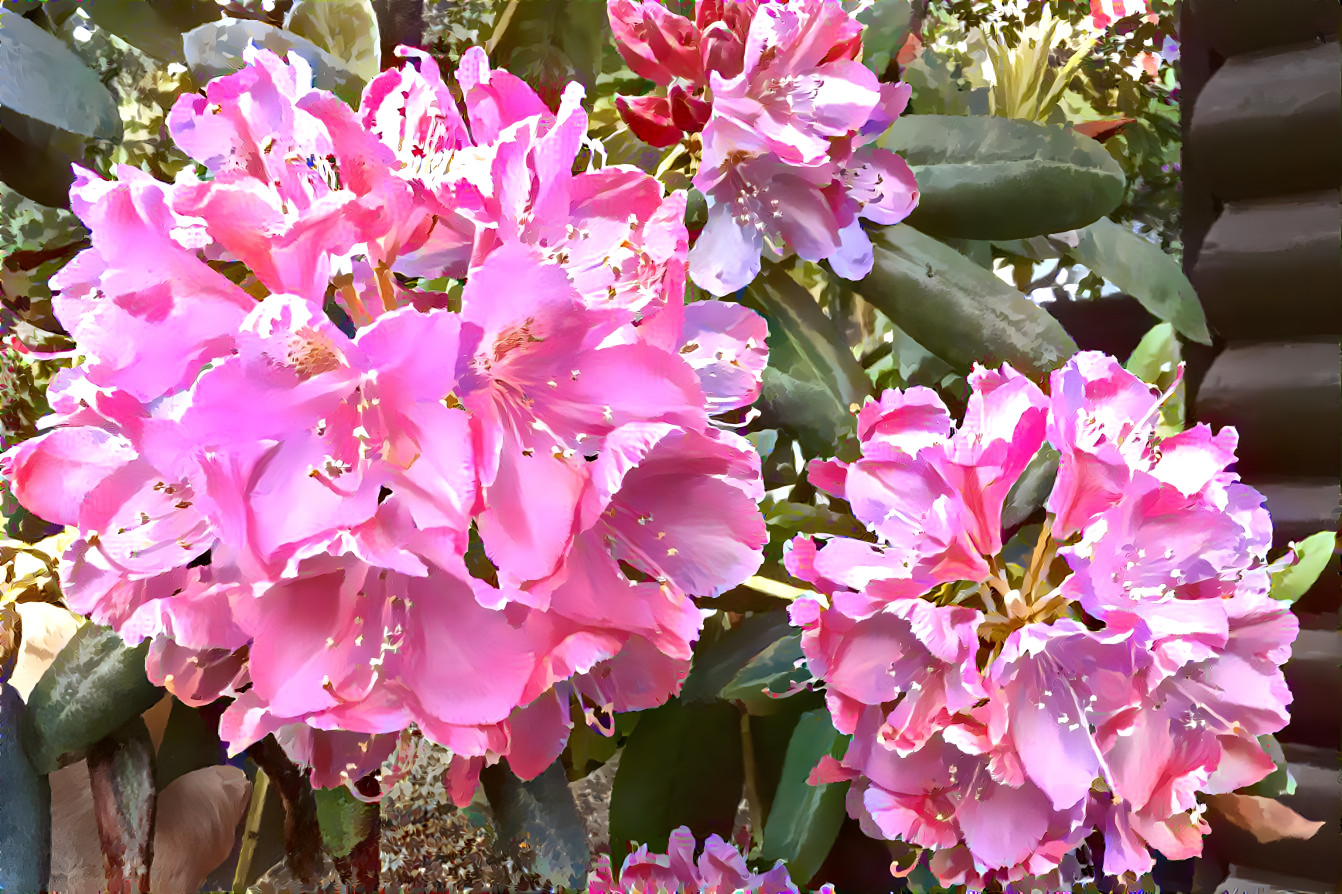 "Spring Rhododendron"