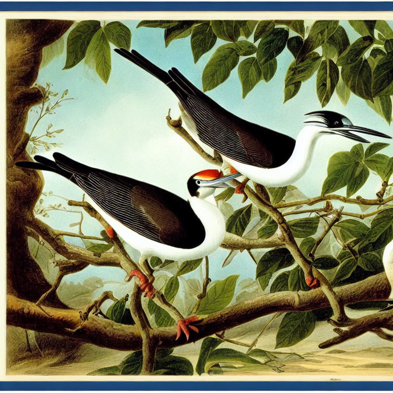 Black and White Birds with Long Tails and Red Feet on Branch with Green Leaves