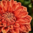 Detailed Close-Up of Vibrant Orange Rose and Green Foliage