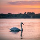 Tranquil sunrise lake scene with swan, mountains, and floral patterns