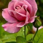 Detailed Painting of Pink Rose and Bud on Soft Green Background