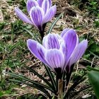 Artistic depiction of purple flowers with leaf patterns in green, blue, and brown, resembling stained glass