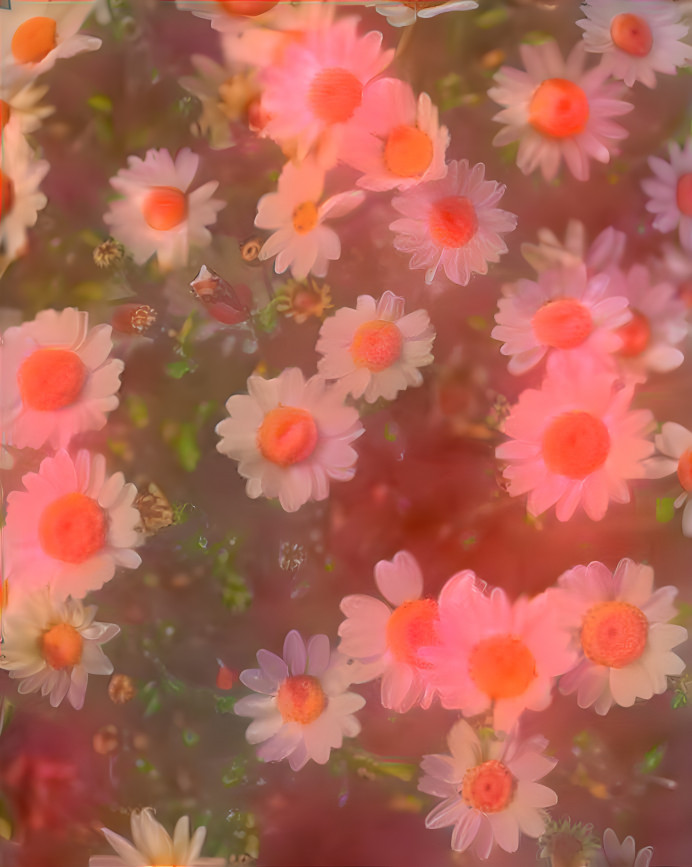 aesthetic flowers