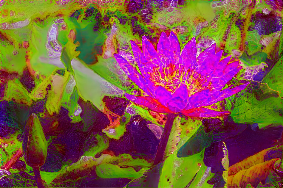 Water Lily