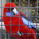 Vibrant red and blue hair person sitting by river behind black metal fence