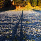 Crowded autumn landscape with fallen leaves and warm light