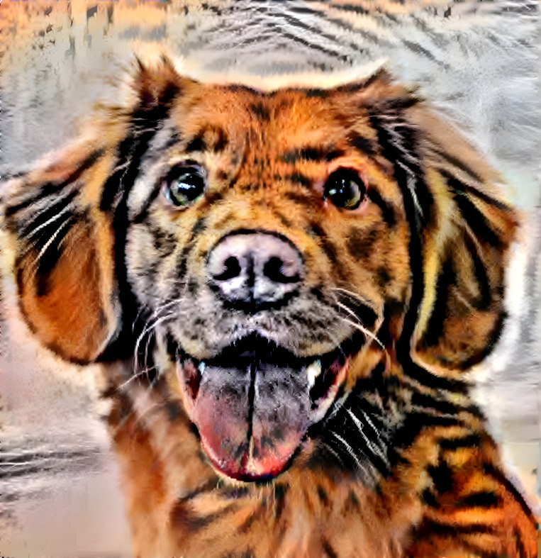 Tiger dog