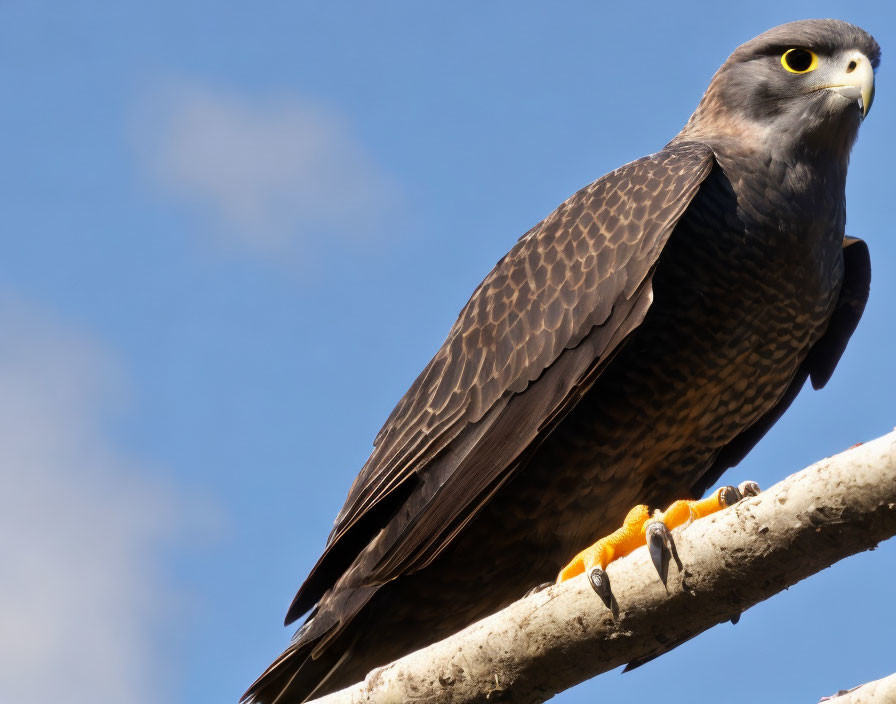 Majestic falcon perched on branch against vibrant blue sky