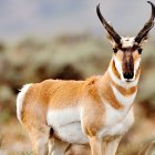 Surreal painting: Antelope with heart-shaped horns in desert landscape