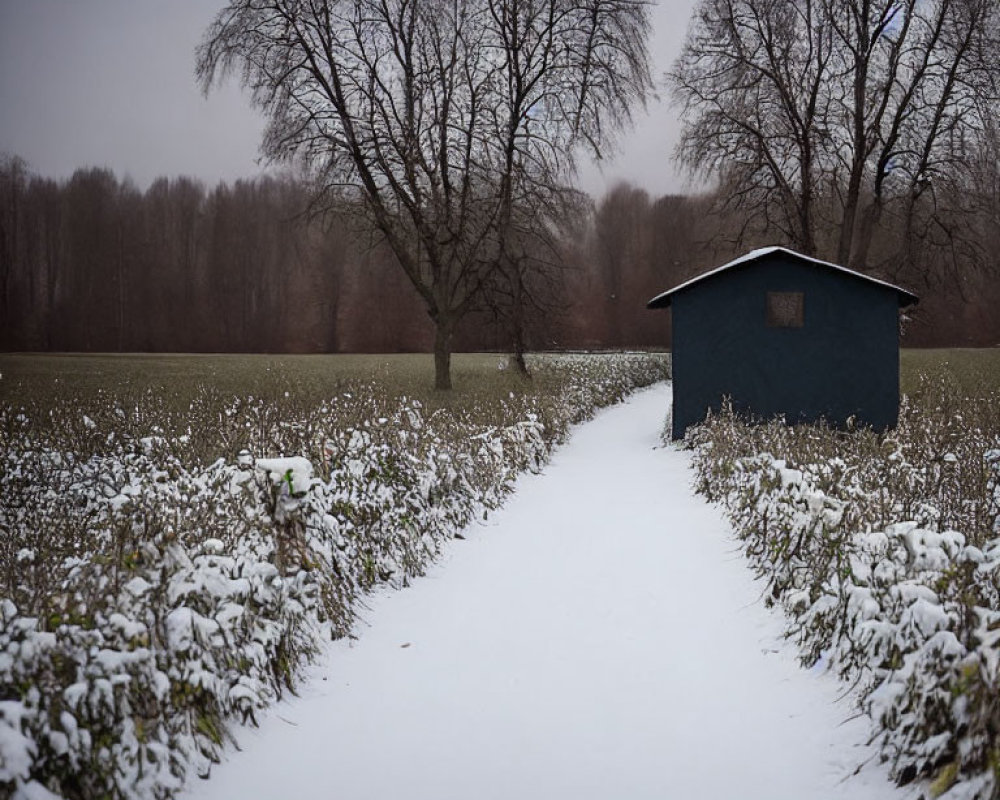 Snowy Path to Small Blue Shed in Winter Scene