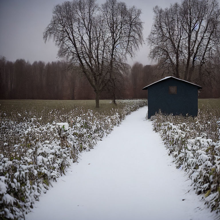 Snowy Path to Small Blue Shed in Winter Scene