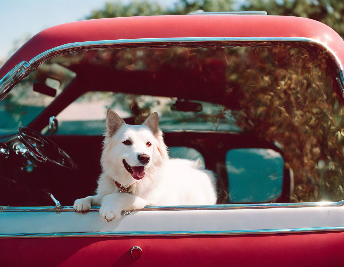 White Dog Sitting in Vintage Red Car with Trees Reflected