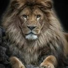 Majestic lion with lush mane in dark setting with tall grass and purple wildflowers